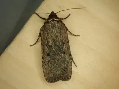 Spaelotis bicava thumbnail 4
