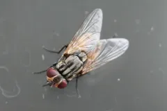 Common House Fly thumbnail 1