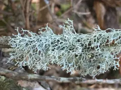 Light-and-dark Lichen thumbnail 4