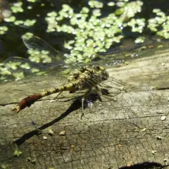 Jade Clubtail thumbnail 4