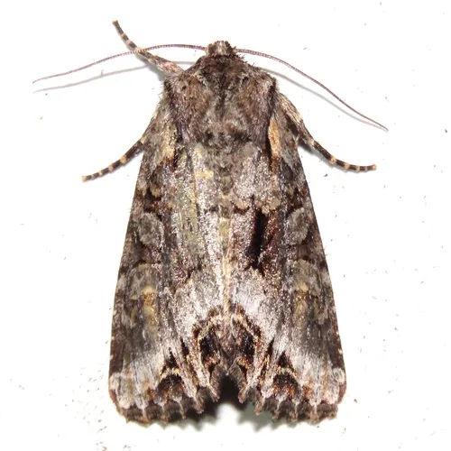 Grand Arches Moth