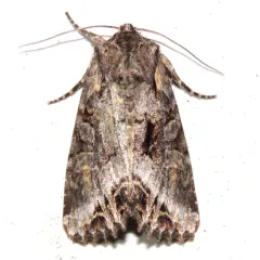 Grand Arches Moth thumbnail 1