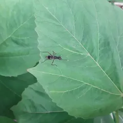 Taeniaptera trivittata thumbnail 3
