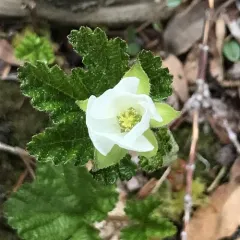 cloudberry thumbnail 2