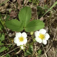 Virginia strawberry thumbnail 3