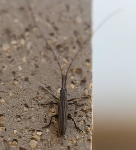 Ribbon Longhorn Beetle