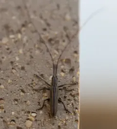 Ribbon Longhorn Beetle thumbnail 1