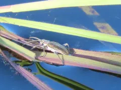 Hairy-necked pondweed beetle thumbnail 2