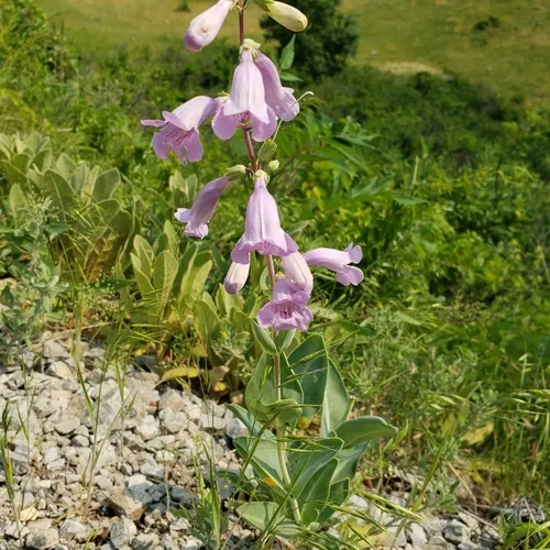 large-flowered beardtongue