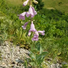 large-flowered beardtongue thumbnail 1