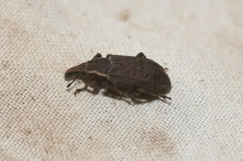 Listronotus squamiger