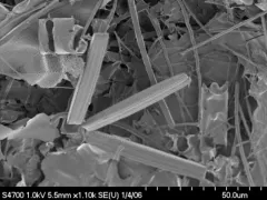 Thalassionema nitzschioides thumbnail 2