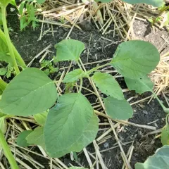 Redroot Amaranth thumbnail 1