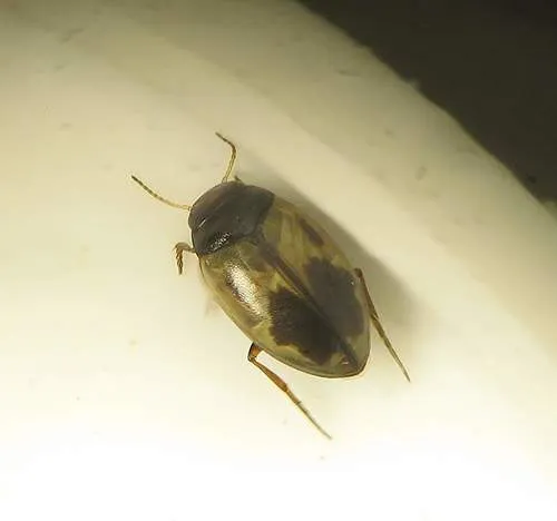 Hygrotus sellatus