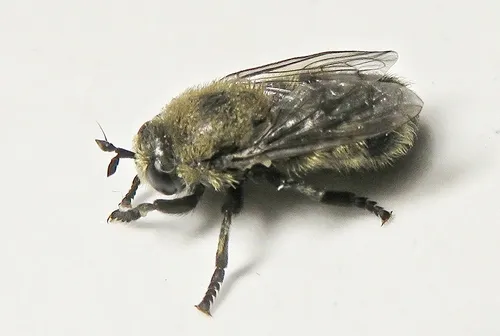 Spear-horned Ant Fly