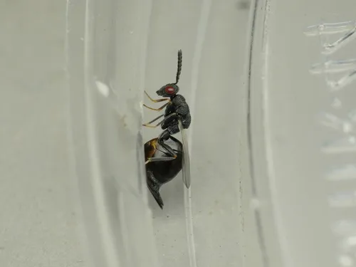 Eurytoma gigantea