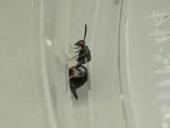 Eurytoma gigantea thumbnail 1
