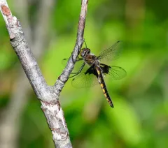Mantled Baskettail thumbnail 4