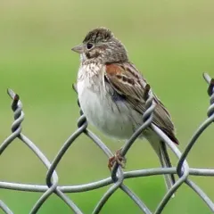 Vesper Sparrow thumbnail 1