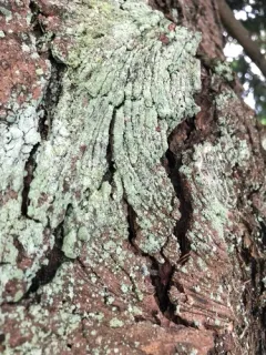 Pacific Dust Lichen thumbnail 2