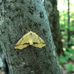 Lemon Plagodis Moth thumbnail 2