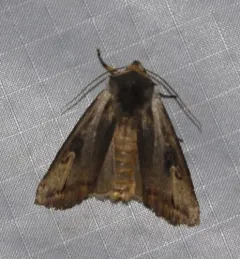 Gray Swordgrass Moth thumbnail 2