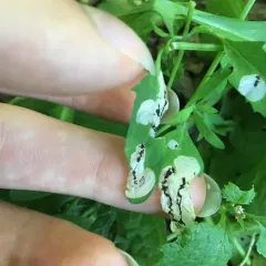 Orache Leafminer Moth thumbnail 2