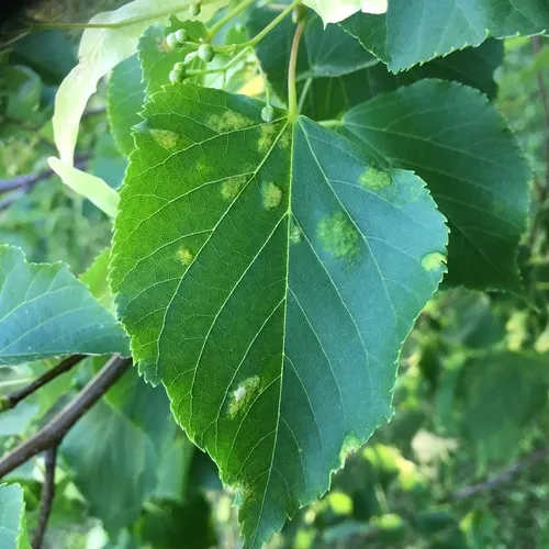 Lime Felt Gall Mite