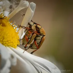 American Rose Chafer thumbnail 2
