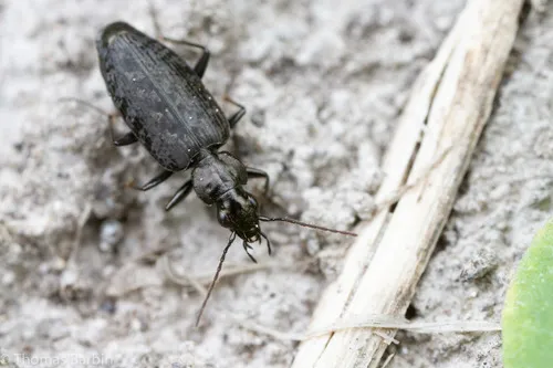 Sericoda bembidioides