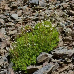 Mat Saxifrage thumbnail 2