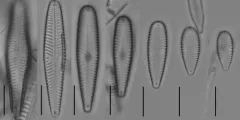 Gomphonella olivacea thumbnail 4