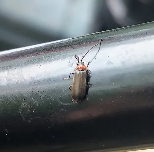 Hardy Soldier Beetle