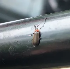 Hardy Soldier Beetle thumbnail 1