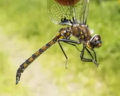 Spiny Baskettail thumbnail 2