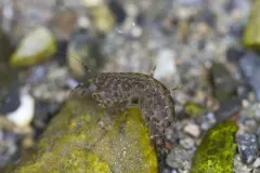 Eogammarus confervicolus thumbnail 3