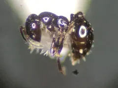 Monomorium carbonarium thumbnail 4