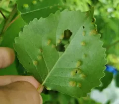 Poplar Leaf Curl thumbnail 3