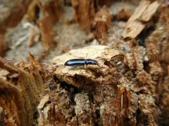 Necklace-horned Dead Log Beetle thumbnail 4