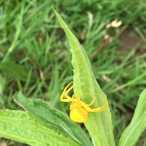 Goldenrod Crab Spider