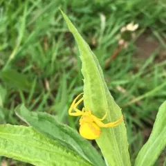 Goldenrod Crab Spider thumbnail 1
