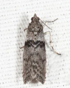 Meroptera abditiva thumbnail 3