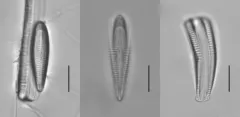 Rhoicosphenia abbreviata thumbnail 4