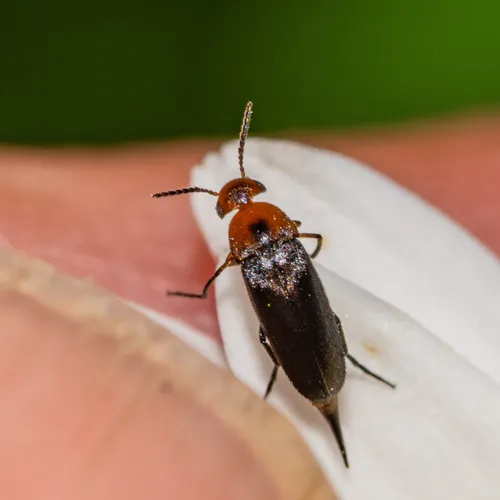 Cervical Tumbling Flower Beetle