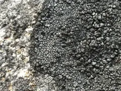 Black-on-black Crust Lichen thumbnail 4