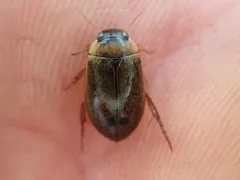 Rhantus consimilis thumbnail 3