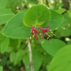 Glaucous Honeysuckle thumbnail 2