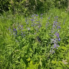 tall blue wild indigo thumbnail 3