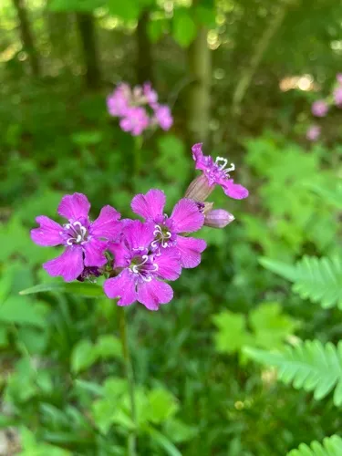Sticky Catchfly