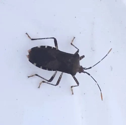 Horned Squash Bug